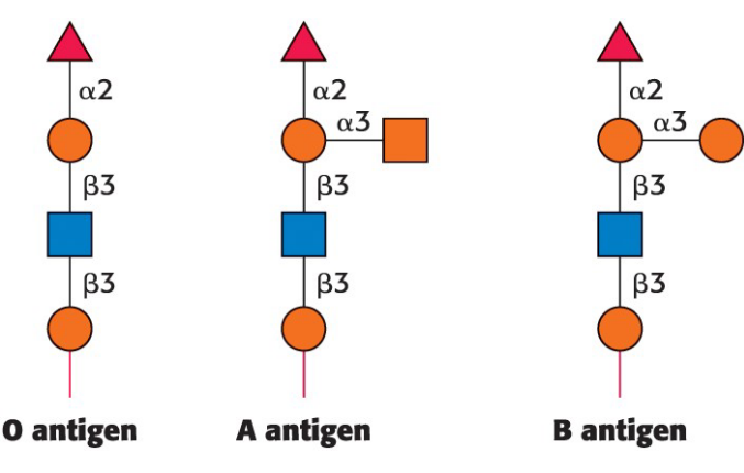 <ul><li><p><span style="color: #000000">Blood groups are designated by the presence of one of the three different carbohydrates (A, B, or O) attached to glycoproteins and glycolipids on the surfaces of red blood cells.</span></p></li><li><p><span style="color: #000000">All blood groups have a core O antigen.</span></p></li><li><p><span style="color: #000000">Specific glycosyltransferases add the extra monosaccharide to the O antigen </span></p><ul><li><p><span style="color: #000000">A and B antigens have on extra monosaccharide through an </span><span style="color: #000000">α-1,3 linkage to a galactose moiety of the O antigen</span></p><ul><li><p><span style="color: #000000">added by specific glycosyltransferases</span></p></li></ul></li><li><p><span style="color: #000000">type A transferase = adds N acetylgalactosamine to form the A antigen</span></p></li><li><p><span style="color: #000000">type B transferase = adds galactose to form the B antigen</span></p></li></ul></li></ul><p></p>
