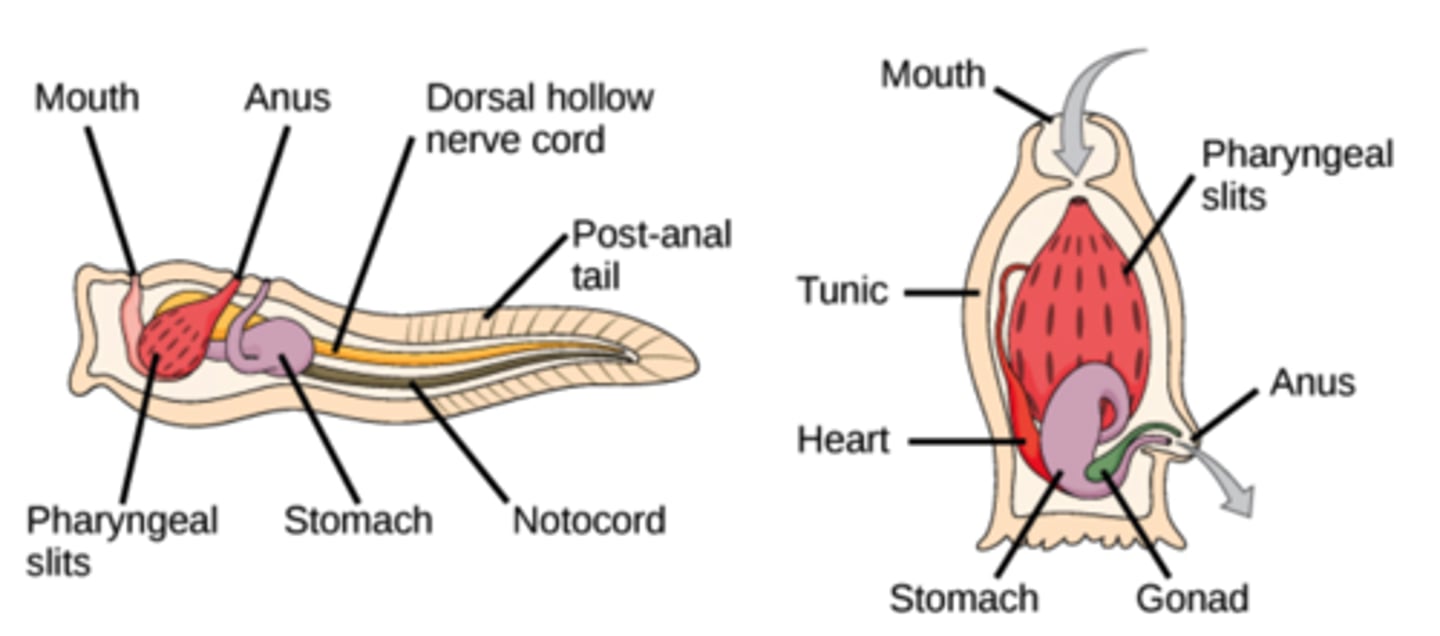 <p>only as larvae</p>