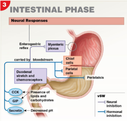 <ul><li><p>Begins with brief stimulatory component followed by inhibition </p></li></ul><p></p>