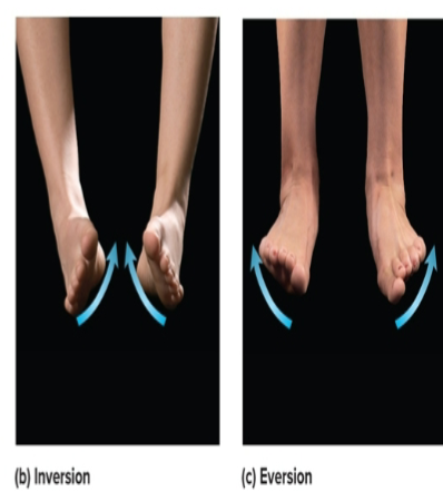 <p>lift <strong>soles</strong> of feet towards each other</p>