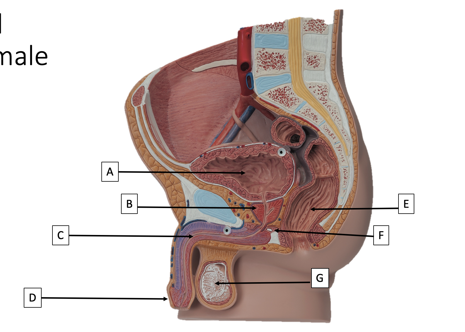 <p>C</p>