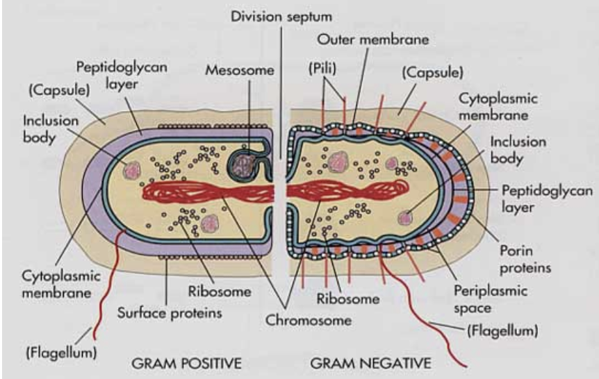 <p><u>Gram positive:</u> thick peptidoglycan layer! have mesosome, surface proteins, stain purple for gram stain</p><p><u>Gram negative:</u> thin peptidoglycan layer! Lipopolysaccharide layer with high amounts of endtoxins. pili, periplasmic space as well as cytoplasmic space, porin proteins as outer membrane, stain red or pink for gram stain.</p>