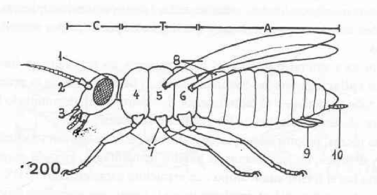 <p>general insect morphology. where is the prothorax?</p>