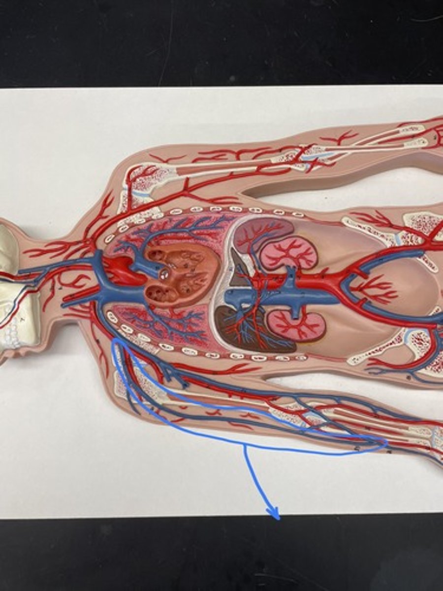 <p>Large vein on the outermost side of the upper arm</p>