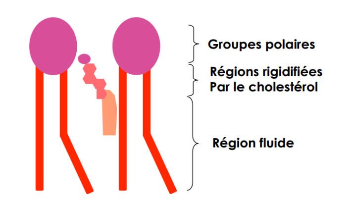 <p>Les phospholipides forment la double couche lipidique des membranes cellulaires.</p>