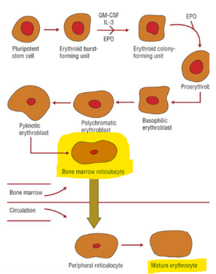 <p><strong><u>RED BLOOD CELL PRODUCTION</u></strong></p><ol><li><p>Complete maturation process takes about _____</p></li><li><p>______ and ____ are incorporated gradually into the RBC</p></li><li><p>Becomes erythrocyte within a couple days, erythrocyte has a normal survival time of ____ </p></li><li><p><strong>Erythropoietin</strong> 90% produced by ______ → initiates and stimulates _______</p></li></ol><p></p>