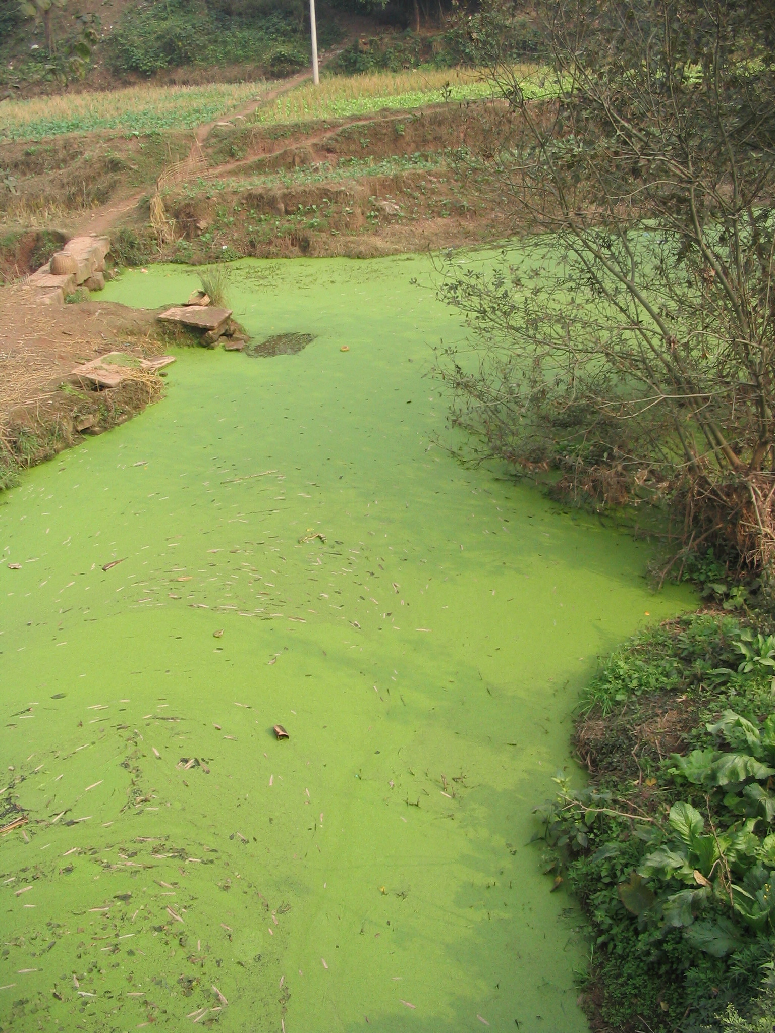 <p>Too rich in nutrience, kills of oxygen causing the water to have a green film</p>