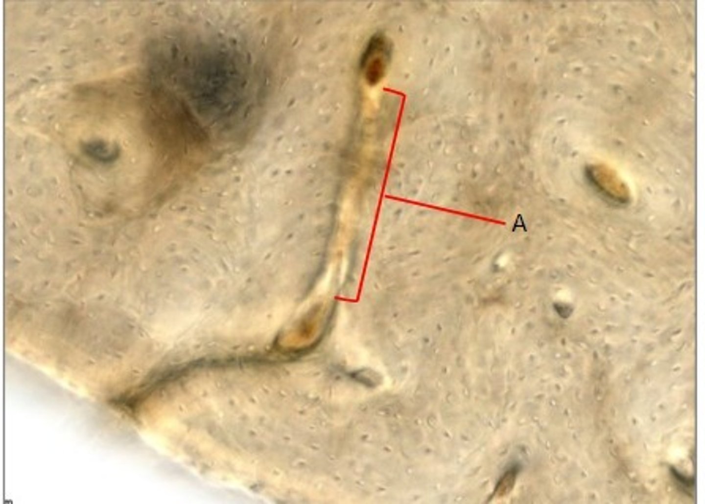 <p>Identify the structures.</p>
