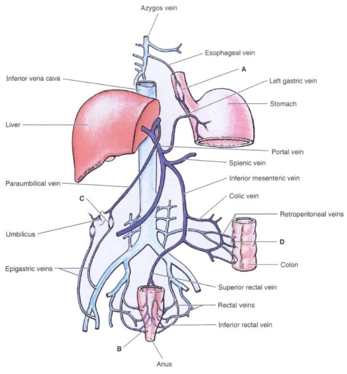 <p>Az anastomosisai jelentőséget akkor nyernek, ha a v. portae vére nem tud a máj felé folyni, pl. májcirrhosis esetén. Ekkor a v. portaeban a nyomás megnő (portalis hypertensio), s a vér új utakat keres.</p>