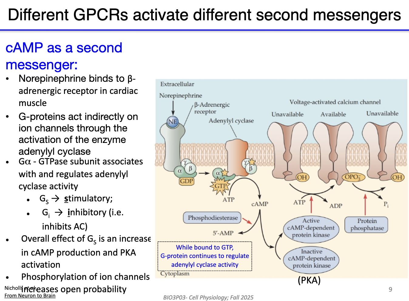 <ul><li><p>Norepinephrine binds <strong>beta-adrenergic receptor</strong> (a GPCR).</p></li><li><p>GPCR-bound G protein sheds GDP → alpha subunit binds <strong>GTP</strong>.</p></li><li><p><strong>Beta &amp; gamma subunits</strong> activate <strong>adenylyl cyclase</strong>.</p></li><li><p><strong>Adenylyl cyclase</strong> converts ATP → <strong>cAMP</strong> (second messenger).</p></li><li><p><strong>cAMP</strong> activates <strong>Protein Kinase A (PKA)</strong>.</p></li><li><p>PKA opens <strong>voltage-activated calcium channels</strong>.</p></li><li><p>Overall effect: <strong>stimulatory</strong>, increasing cellular activity.</p></li></ul><p></p>