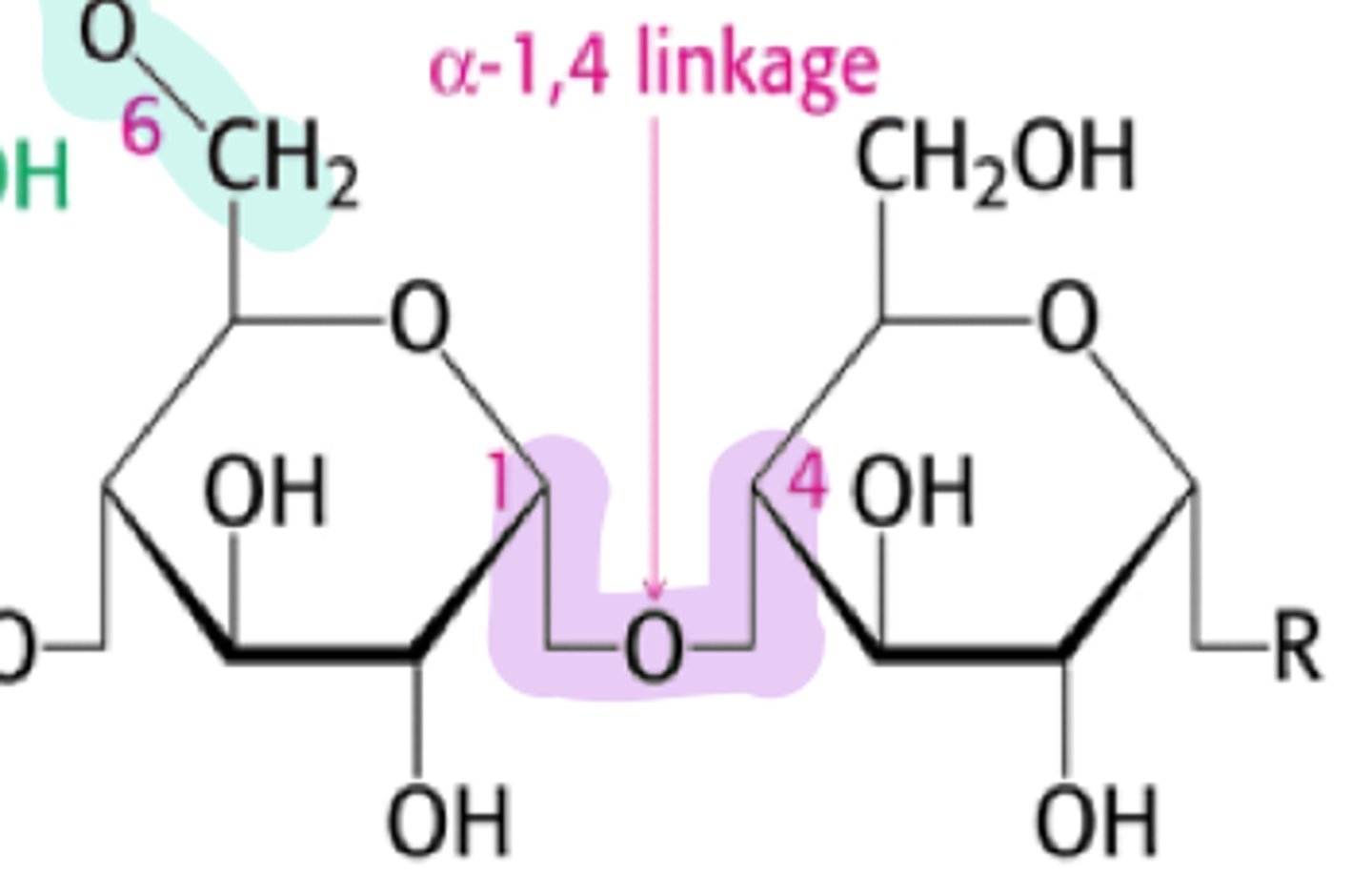 <p>attached by 1,4 g-bonds</p>