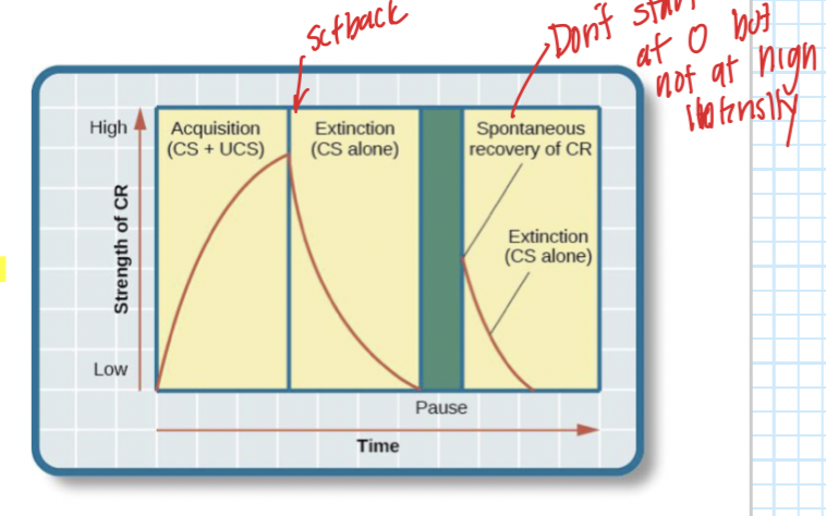 Reappearance of a previously extinguished CR after a rest period and without new learning trials
This is usually weaker than the initial CR and extinguishes more rapidly
