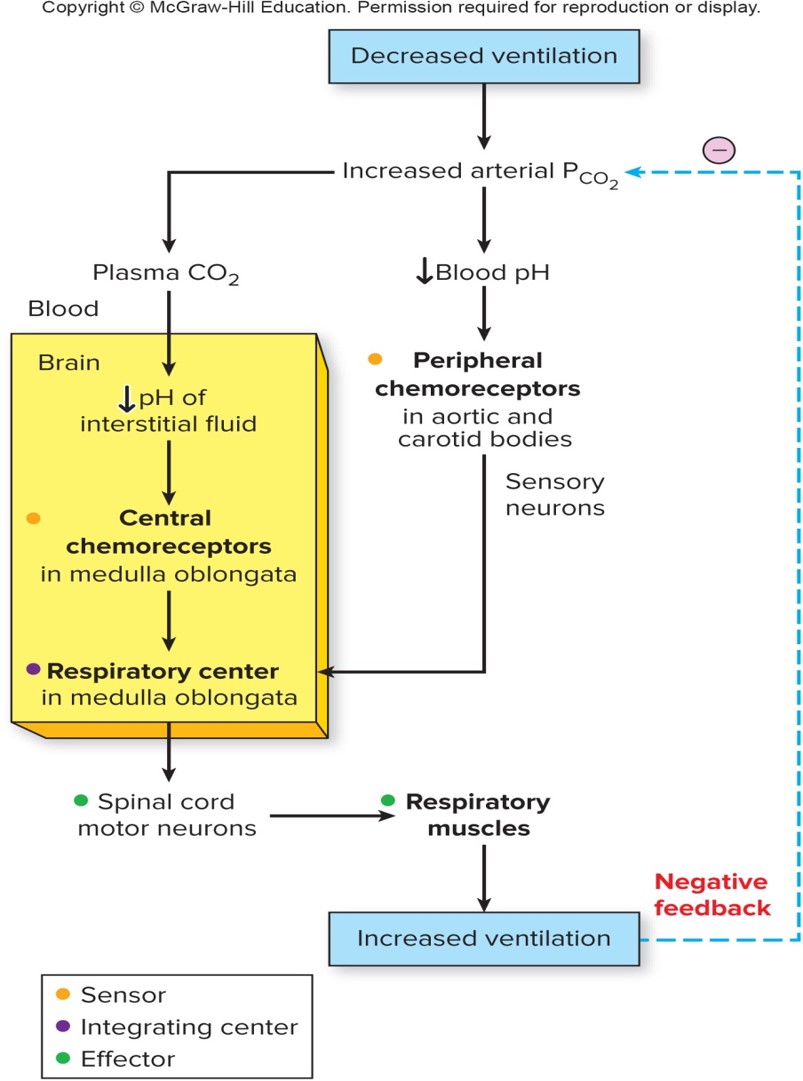 <p>responding to changes in H+ concentration</p>