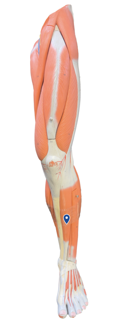 <p>What is the action of the tibalis anterior?</p>