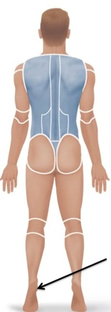 <p>Relating to the heel.</p>