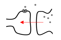 <p>Post- naar presynaptische cel</p><ul><li><p>belangrijk voor feedback, <em>vb. als postsynaptische cel voortdurend input krijgt van presynaptische</em></p></li></ul><p></p>