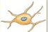 <p>Support cell bodies (PNS)</p>