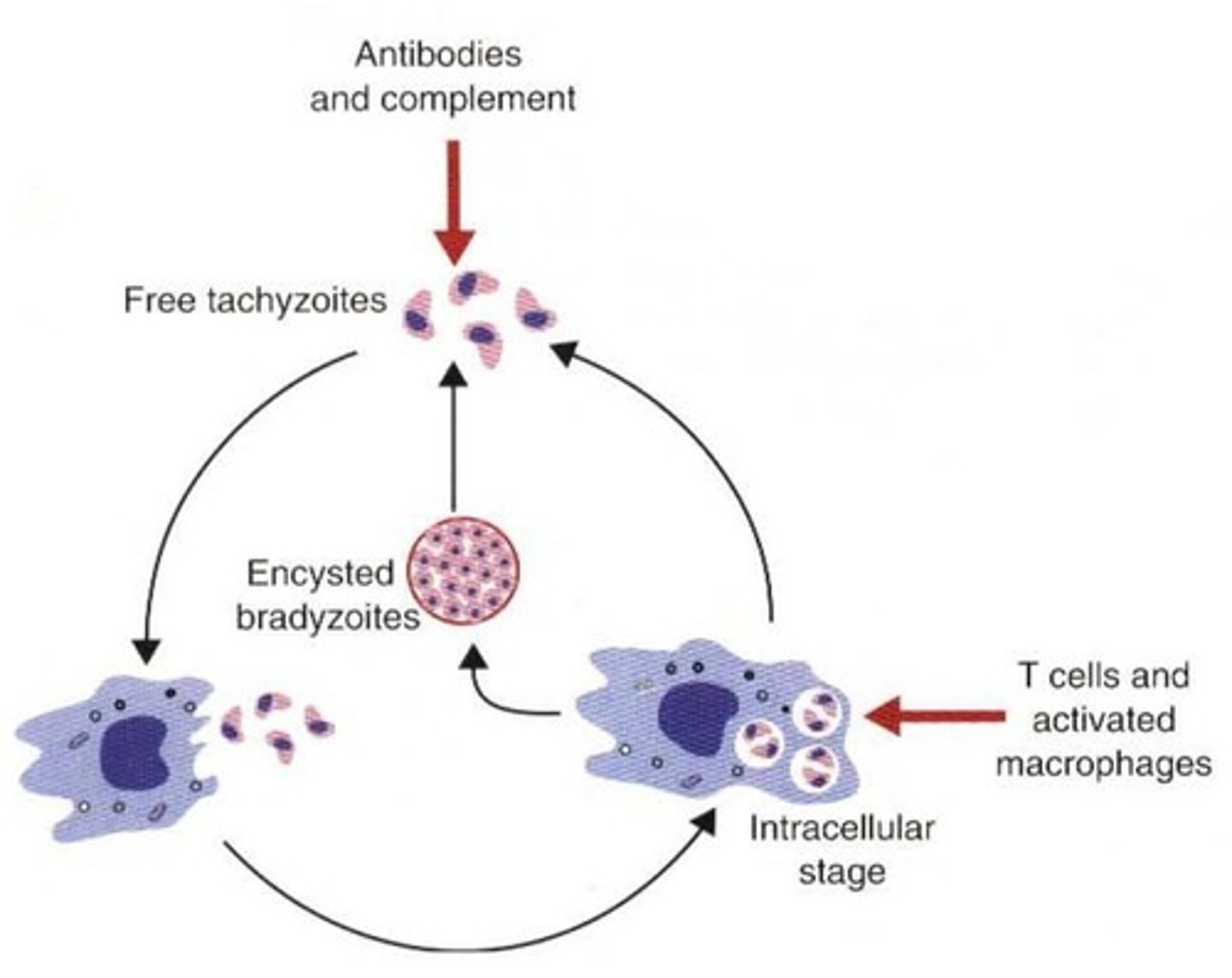<p>Bradyzoites</p>