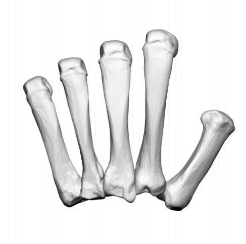 <p><span>Which metacarpal is on the thumb side of the palm?</span></p>