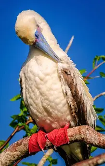 <p>Red-footed booby </p><ul><li><p>smallest and least seen booby, though most abundant </p></li><li><p>red feet are most distinctive feature </p></li><li><p>most are a brown color (some being white) with a blueish bill color </p></li><li><p>eye entirely black </p></li><li><p>nest in trees and shrubs </p><ul><li><p>incense and mangroves (red), salt bush as well </p></li><li><p>prehensile feet (wrap around the branches) </p></li></ul></li><li><p>males and females have similar calls, males have higher-pitched and more nasal quacking than gruffer quacking of the female </p></li><li><p>egg laying occurs throughout the year </p><ul><li><p>1 egg at a time</p></li><li><p>young don’t have red feet or blue bill </p></li></ul></li></ul><p></p>