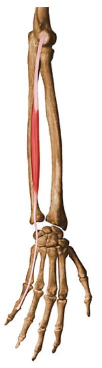 action:

EXTENSION of little finger at metacarpophalangeal joint 