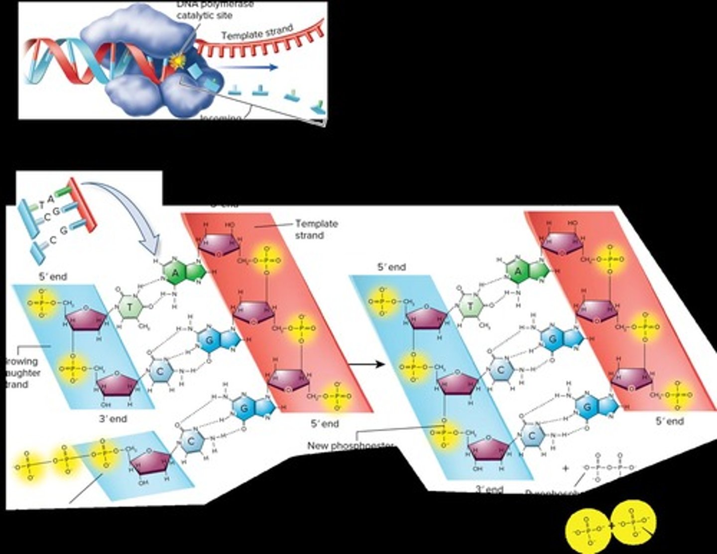 <p>Enzyme adding nucleotides to growing DNA strand.</p>