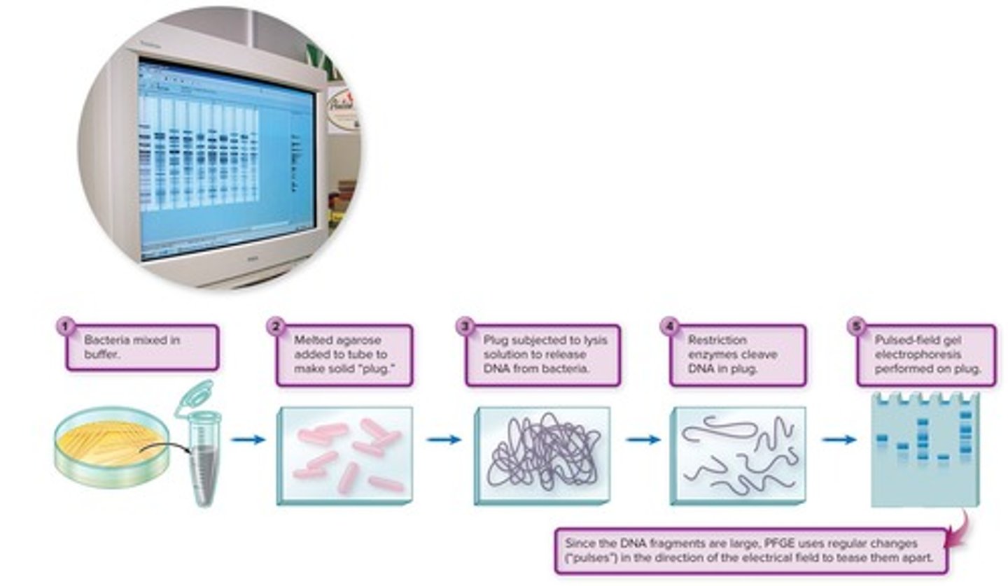 <p>The growth of slow-growing Mycobacterium tuberculosis.</p>