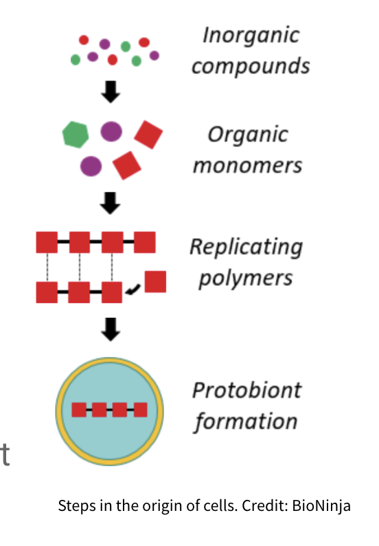 <ol><li><p><span>Formation of simple organic compounds from inorganic compounds (e.g. amino acids, nucleotides, monosaccharides like glucose)</span></p></li><li><p><span>Assembly of simple organic molecules into polymers</span></p></li><li><p><span>Origin of a self-replicating polymer (this involves </span><strong><span>catalysis</span></strong><span>)</span></p></li><li><p><span>Formation of a membrane separating an internal compartment (cytoplasm) from the external environment</span></p></li></ol>