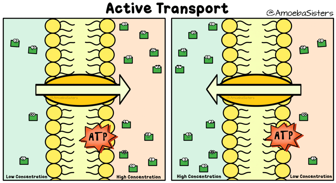 * transport actif3 Na+ seront remis vers le milieu extracellulaire et 2 K+ seront remis dans le milieu intracellulaire du neurone.
* contre les gradients de concentration  nécessite de l'ATP