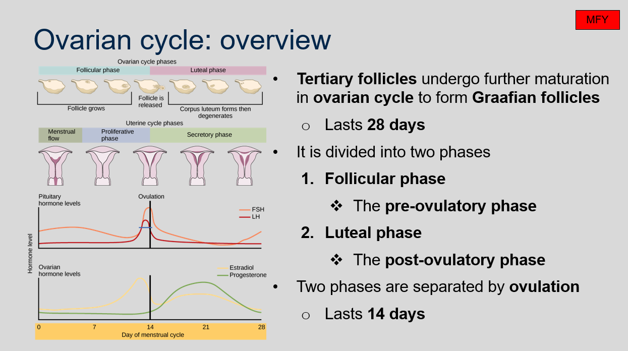 <p>The ovarian cycle is a 28-day cycle that is divided into two phases: the follicular phase and the luteal phase. Tertiary follicles undergo further maturation in the ovarian cycle to form Graafian follicles. The two phases are separated by ovulation, which lasts for 14 days. The follicular phase is the pre-ovulatory phase, while the luteal phase is the post-ovulatory phase.</p>