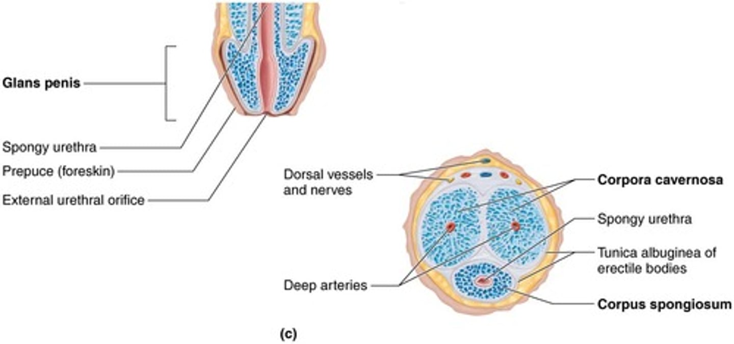 <p>Paired corpora cavernosa and corpus spongiosum.</p>