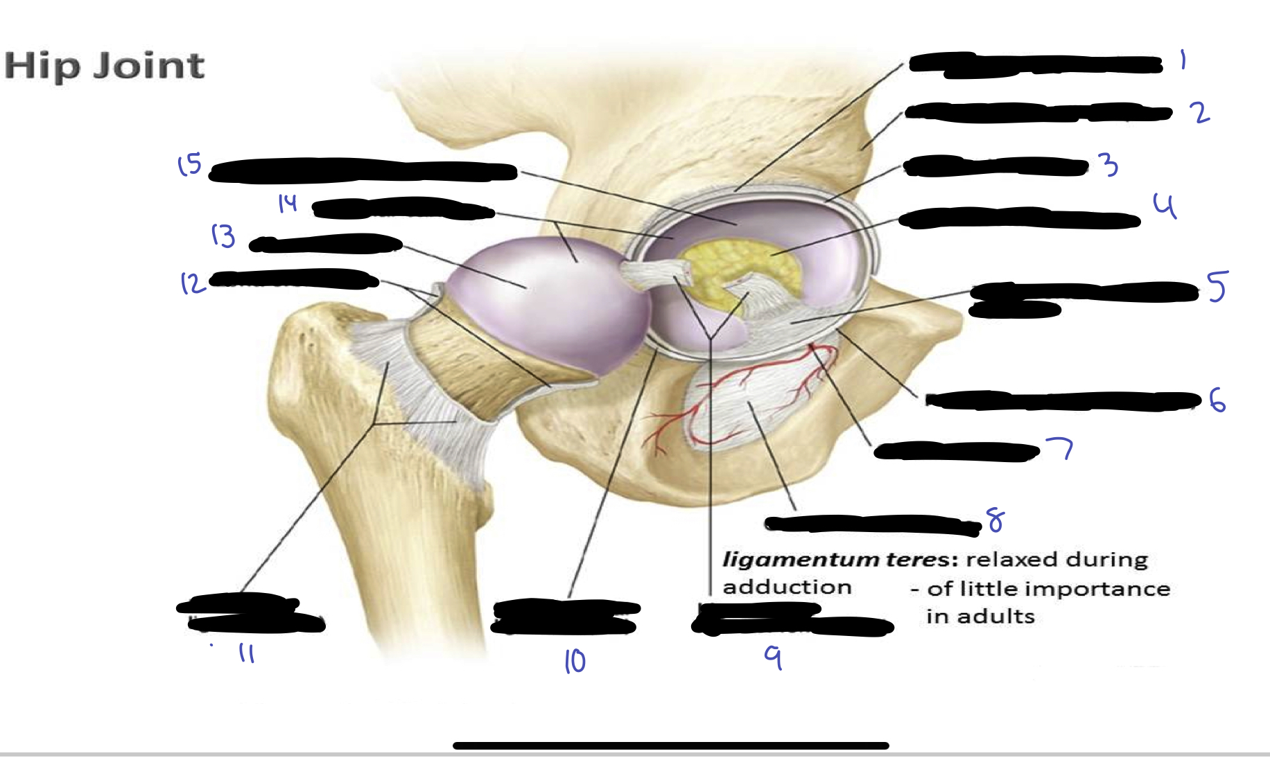 <ol><li><p>iliofemoral ligament</p></li><li><p>anterior inferior iliac spine</p></li><li><p>acetabular labrum</p></li><li><p>fat in acetabular fossa</p></li><li><p>transverse acetabular ligament</p></li><li><p>pubofermoral ligament</p></li><li><p>obturator artery</p></li><li><p>obturator membrane</p></li><li><p>ligament of head of femur</p></li><li><p>ischiofemoral ligament</p></li><li><p>iliofemoral ligament</p></li><li><p>zona orbicularis</p></li><li><p>head of femur</p></li><li><p>articular cartilage</p></li><li><p>lunate surface of acetabulum</p></li></ol>
