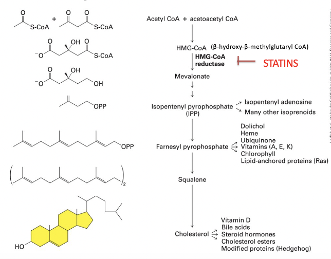 <p>1) <span style="color: yellow;"><strong><em><u>HMG-CoA reductase</u></em></strong></span> (<em><u>RATE CONTROLLING STEP</u></em>) </p><ul><li><p>converts β-hydroxy-β-methylglutaryl CoA (HMG-CoA) to mevalonate </p></li></ul><p>2) <span style="color: rgb(180, 126, 255);"><strong><em><u>mevalonate</u></em></strong></span> → converted into IPP </p><p>3) <span style="color: rgb(255, 121, 219);"><strong><em><u>IPP</u></em></strong></span> → converted into cholesterol and other lipids, through polyisoprenoid intermediate </p>