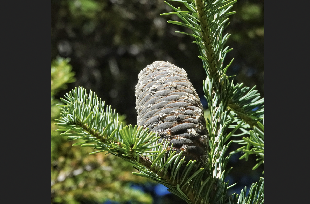 <p>identify by cones</p>
