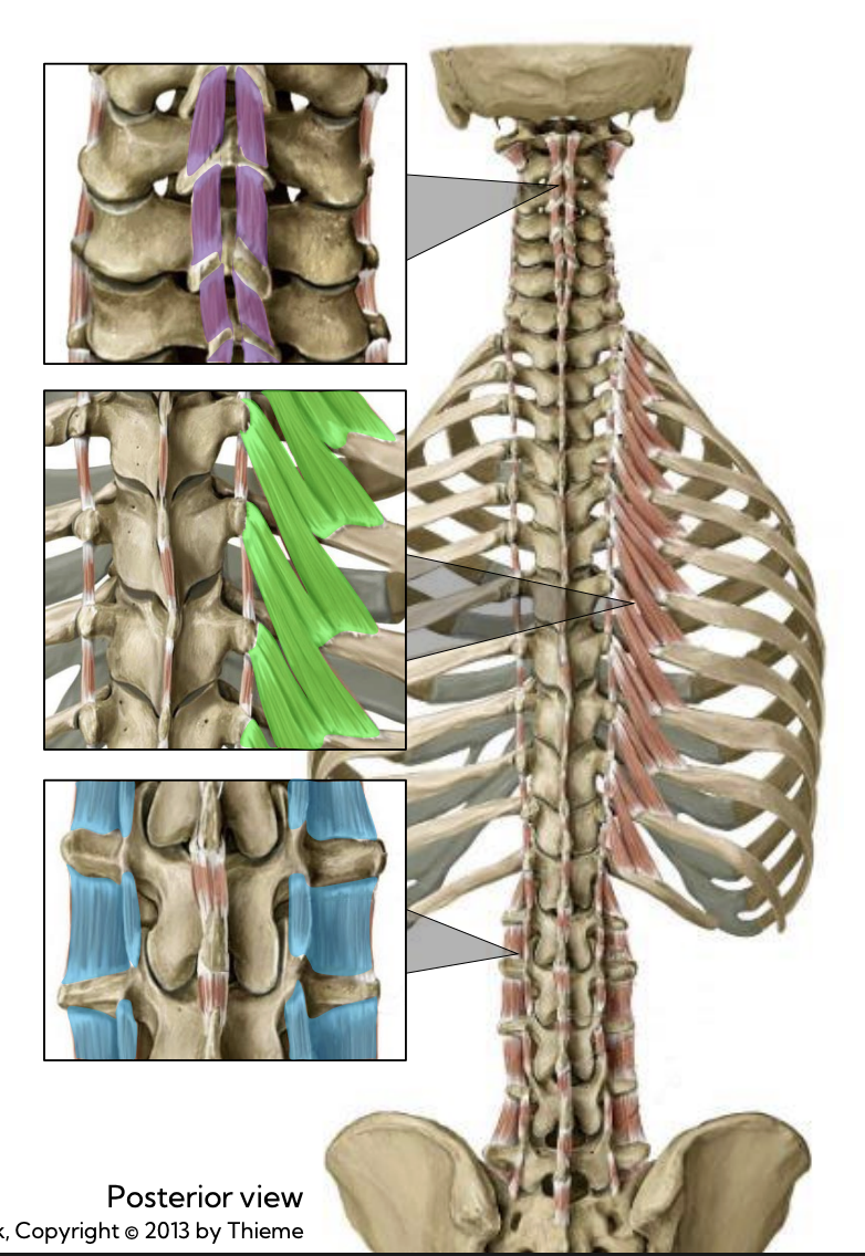 <p>Levatores costarum — Segmentals (Deep intrinsic) (green) </p>