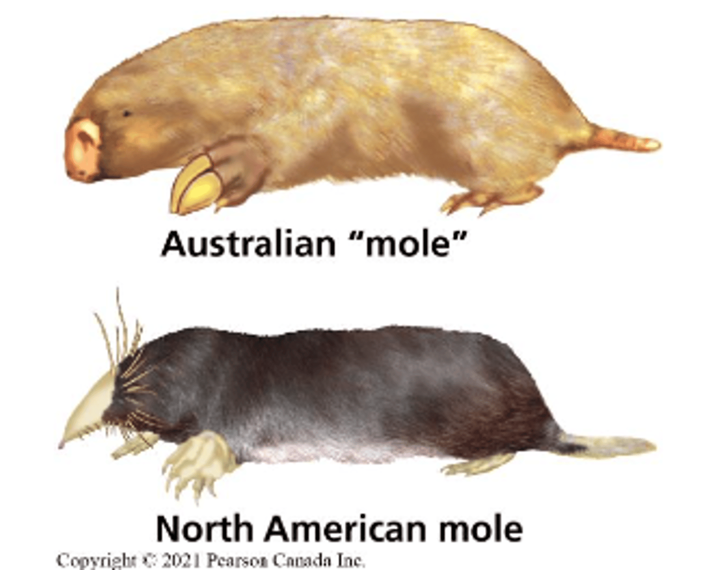 <p>Process by which unrelated organisms independently evolve similarities when adapting to similar environments</p>