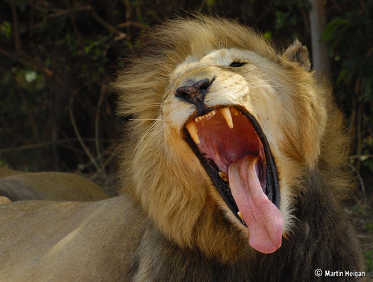 <p>(n) loud, deep sound like a lion's when angry</p>