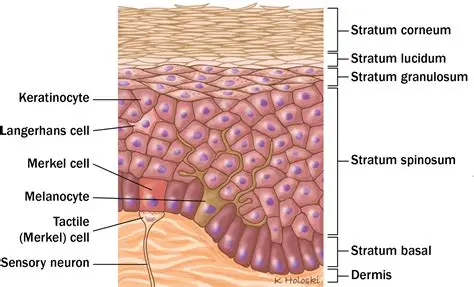 <p>outermost layer of the skin made up of stratified squamous epithelium</p>