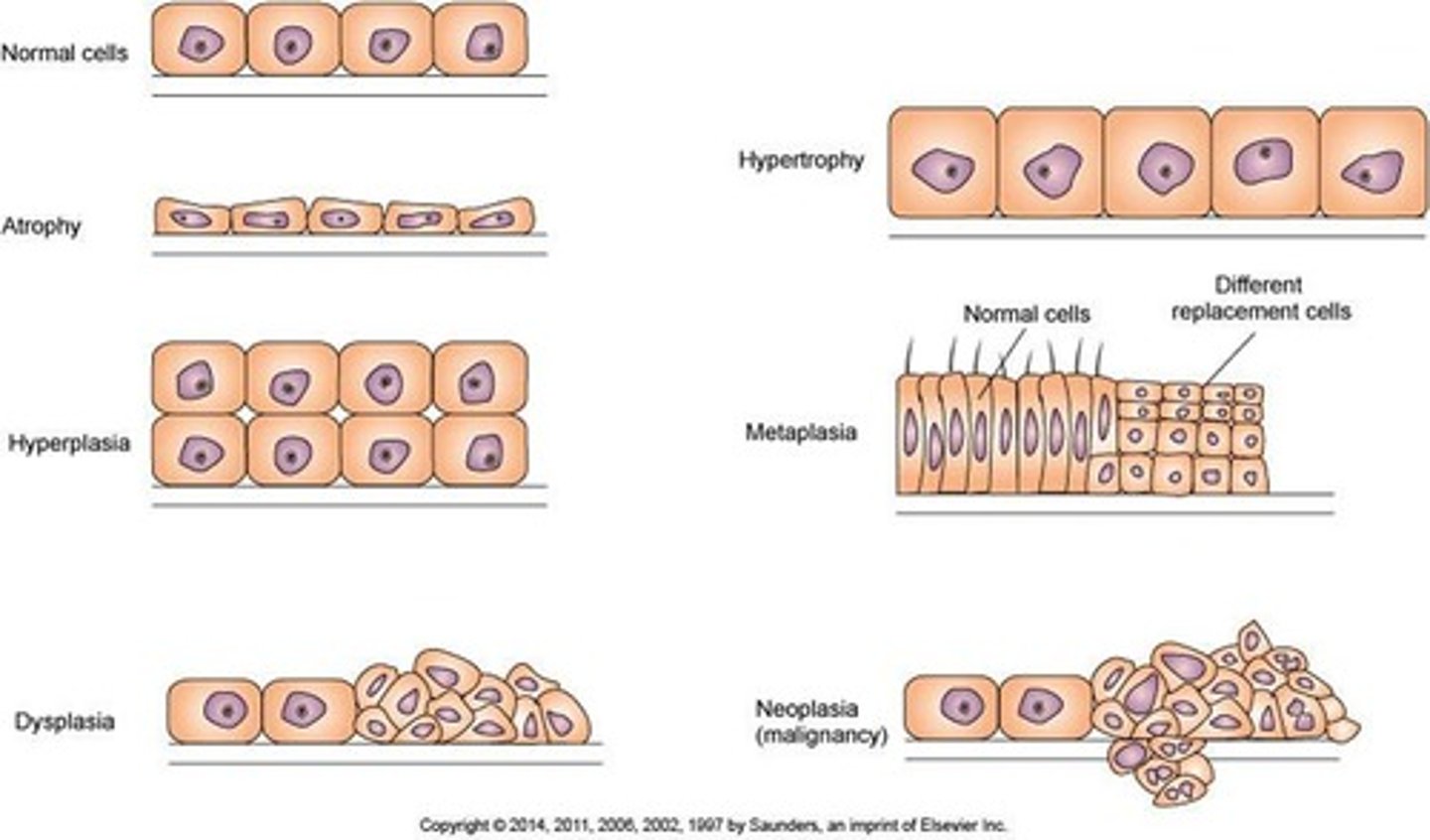 <p>Acute disease develops quickly with significant symptoms, while chronic disease develops gradually with milder symptoms.</p>