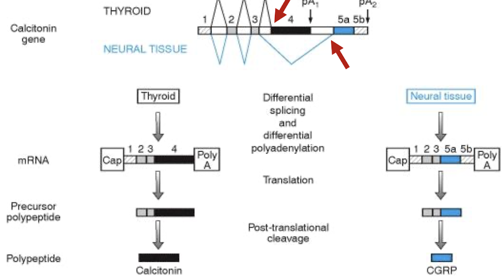 <ul><li><p><strong>Calcitonin is encoded by Exon 4 sequences in the thyroid </strong>, while the calcitonin gene-related peptide <strong>(CGRP)</strong> <mark data-color="blue" style="background-color: blue; color: inherit;">synthesized in neural tissue</mark>,<strong> is encoded by the 5′ part of exon 5</strong> (5a).</p></li><li><p>Controlled by alternative 3’ SS to control poly A signal</p></li></ul><p></p>