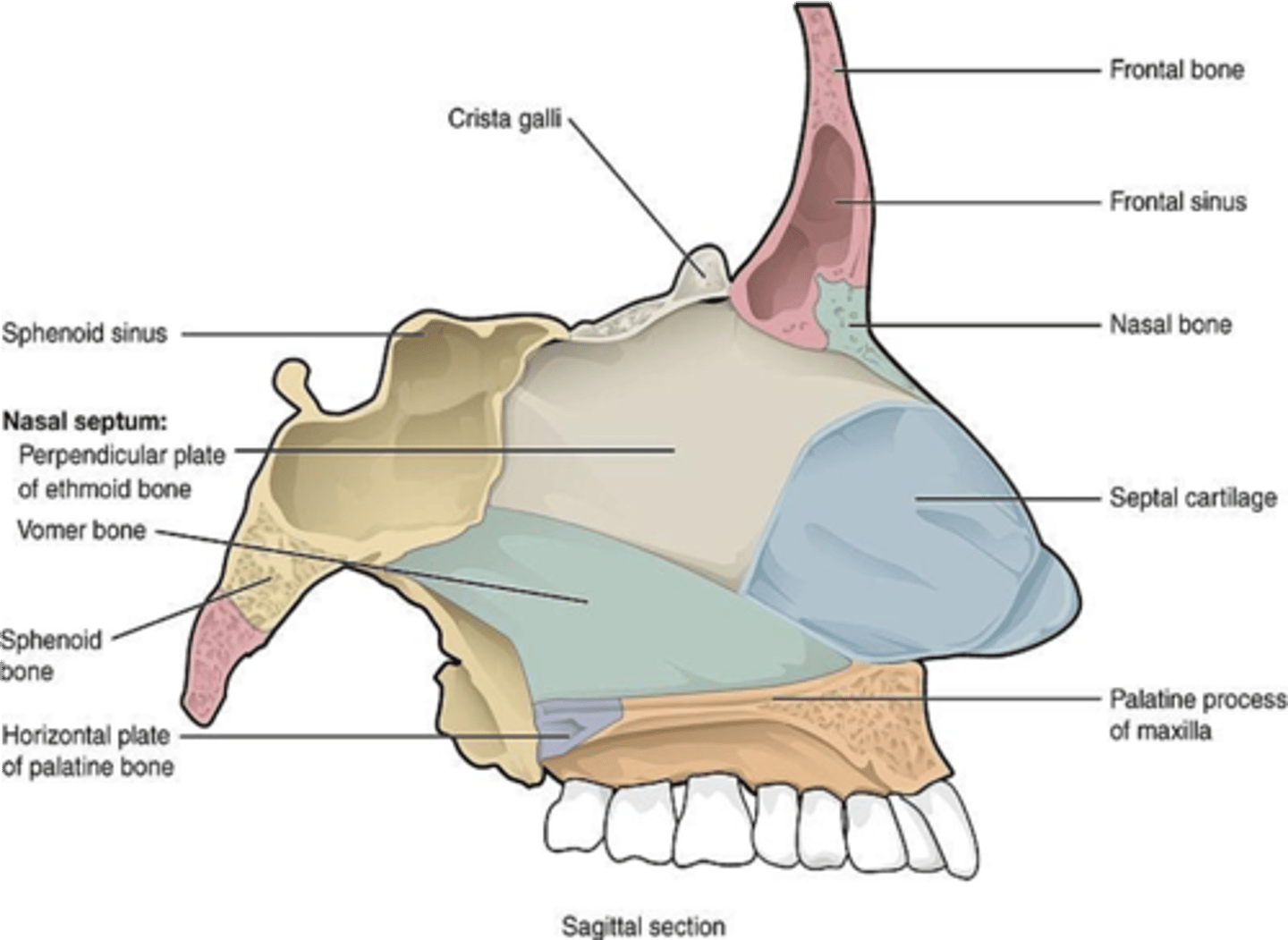 <p>Palatine process of the maxilla</p><p>Horizontal plate of the palatine bone</p>