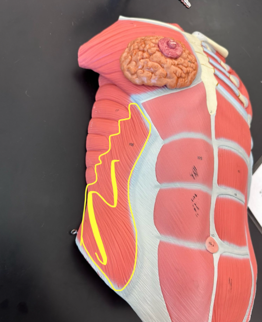 <p>What muscle is the yellow line indicating?</p>