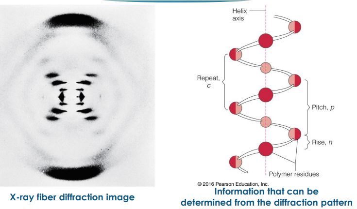 <ul><li><p><span style="font-family: Calibri">Best known for her work on the X-ray diffraction images of DNA which led to the discovery of the DNA double helix</span></p></li></ul><p></p>
