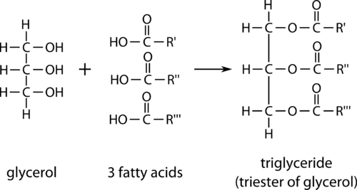 <ul><li><p>3 fatty acid chains ester bonded to a glycerol molecule</p></li><li><p>formed in condensation reactions </p></li></ul>