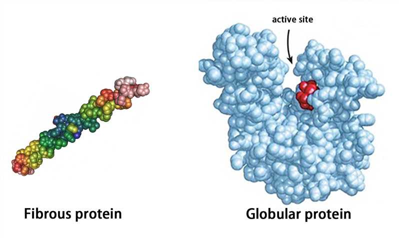 <p>Globular proteins are roughly circular. They have an irregular and wide range of R groups. Their functions are primarily physiological and play a functional role. They are generally soluble in water. </p><p>Examples of globular proteins include hemoglobin, insulin, immunoglobulin, and enzymes. </p>