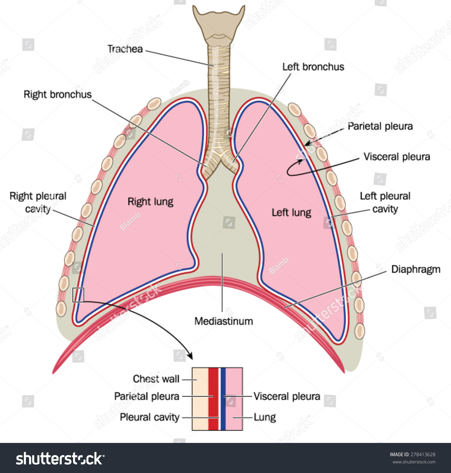 <p>Mediastinum</p>