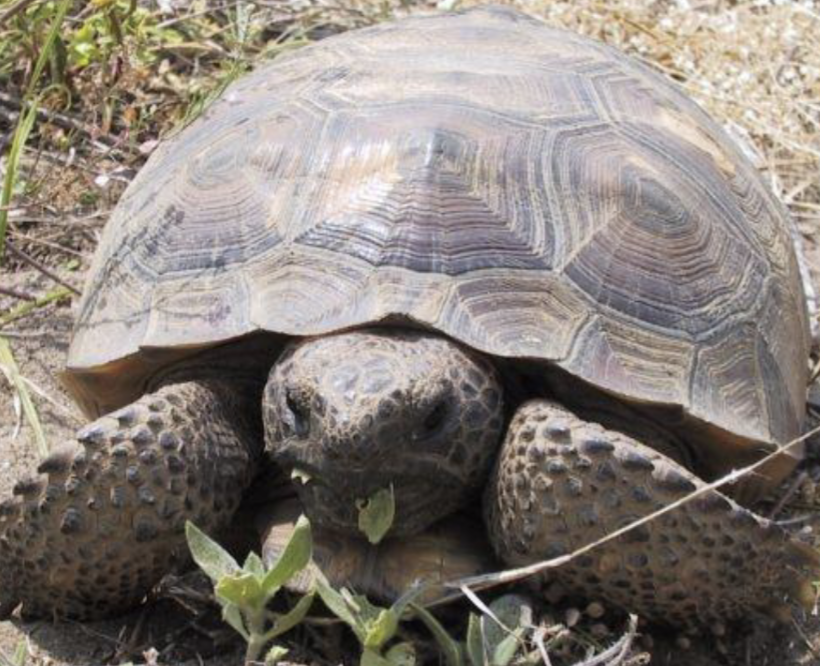 <p>what reptile is this </p>