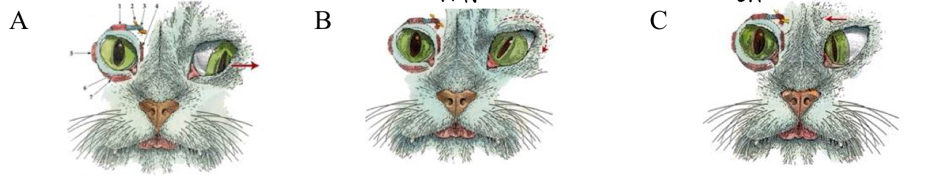 <p>Name the nerves and/or muscle damaged in images a, b, and c.</p>