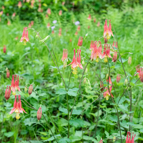 <p>A graceful, airy perennial with nodding red-and-yellow spurred flowers on slender stems.</p><p>-bell shaped flowers</p><p>-self seed</p><p>-powdery mildew </p><p>-good in shade garden</p>