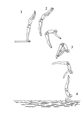 <p>At which point does the diver have the least amount of potential energy?</p>